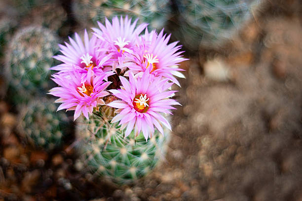 Hình ảnh về hoa xương rồng trên sa mạc