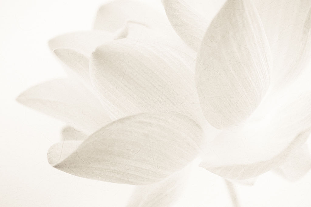 Mẫu background hoa Sen trắng
