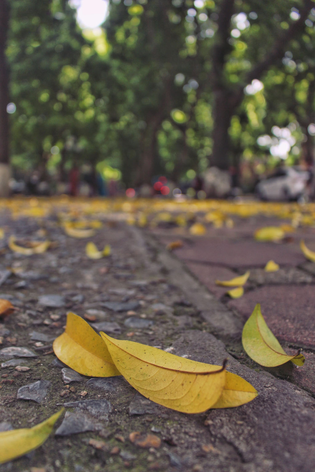 Beautiful sad falling yellow leaves