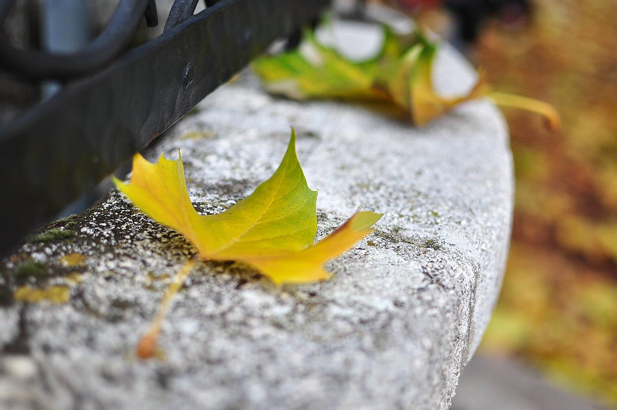 Beautiful sad falling yellow leaves