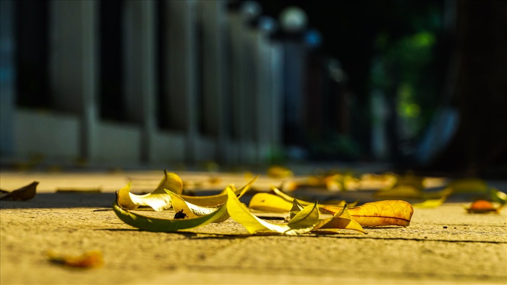 Hình ảnh lá vàng rơi vào mùa thu