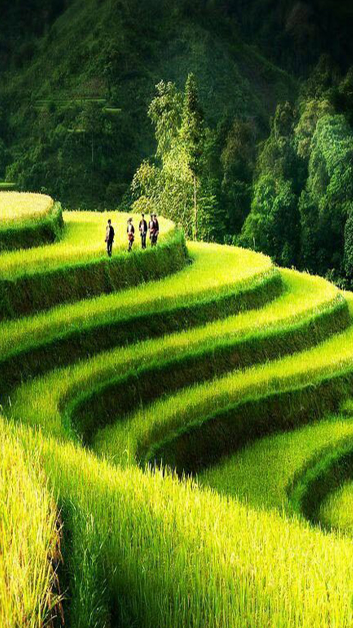Hình nền ruộng lúa quê hương tuyệt đẹp