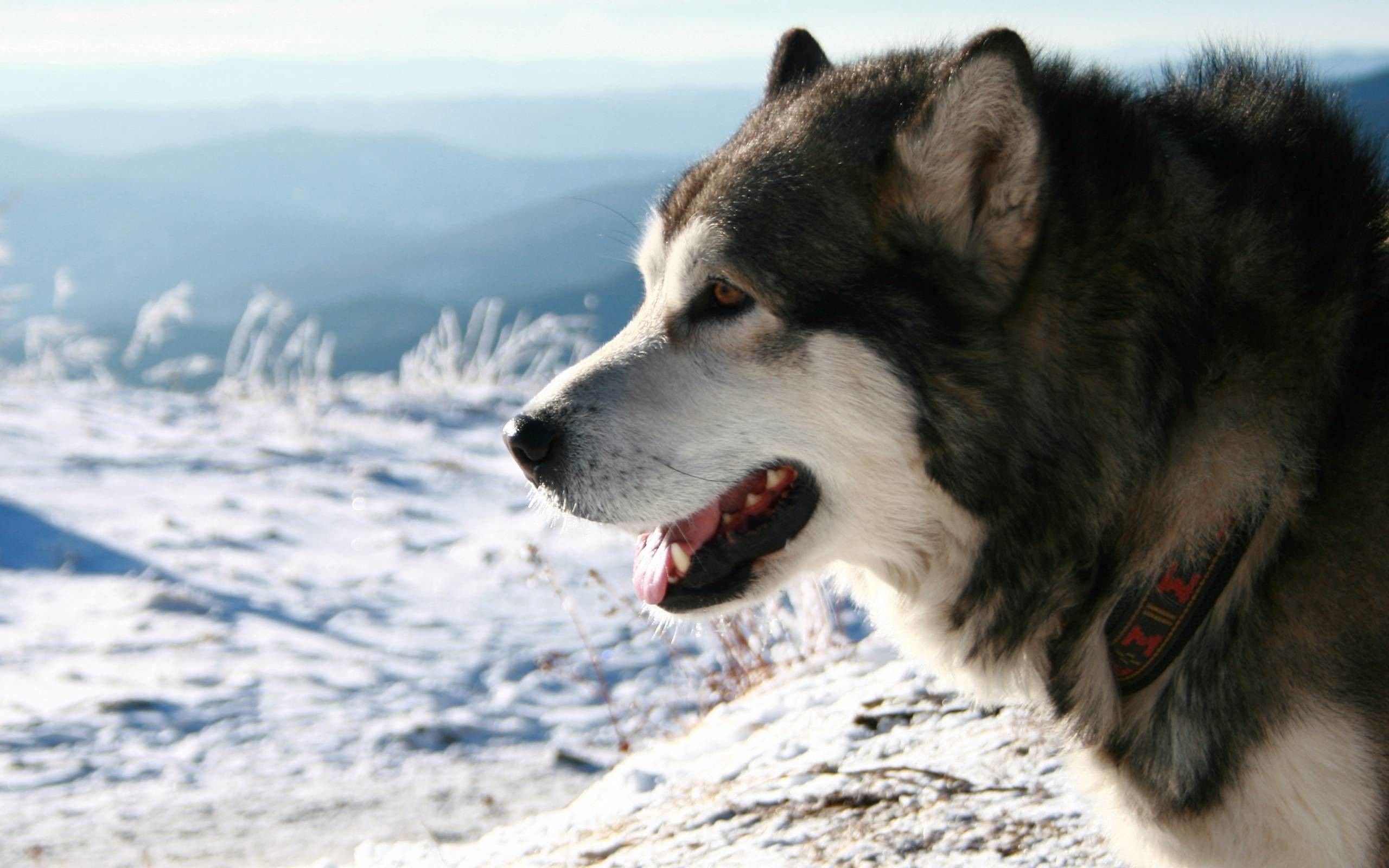 Hình ảnh chú chó Alaska 2K cực đẹp