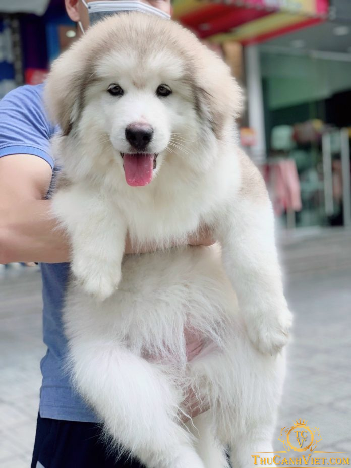 Hình ảnh chú chó Alaska cực đáng yêu nhất