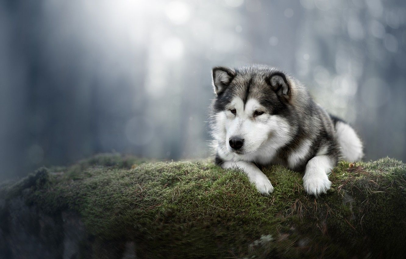 Hình ảnh chú chó Alaska cực đẹp