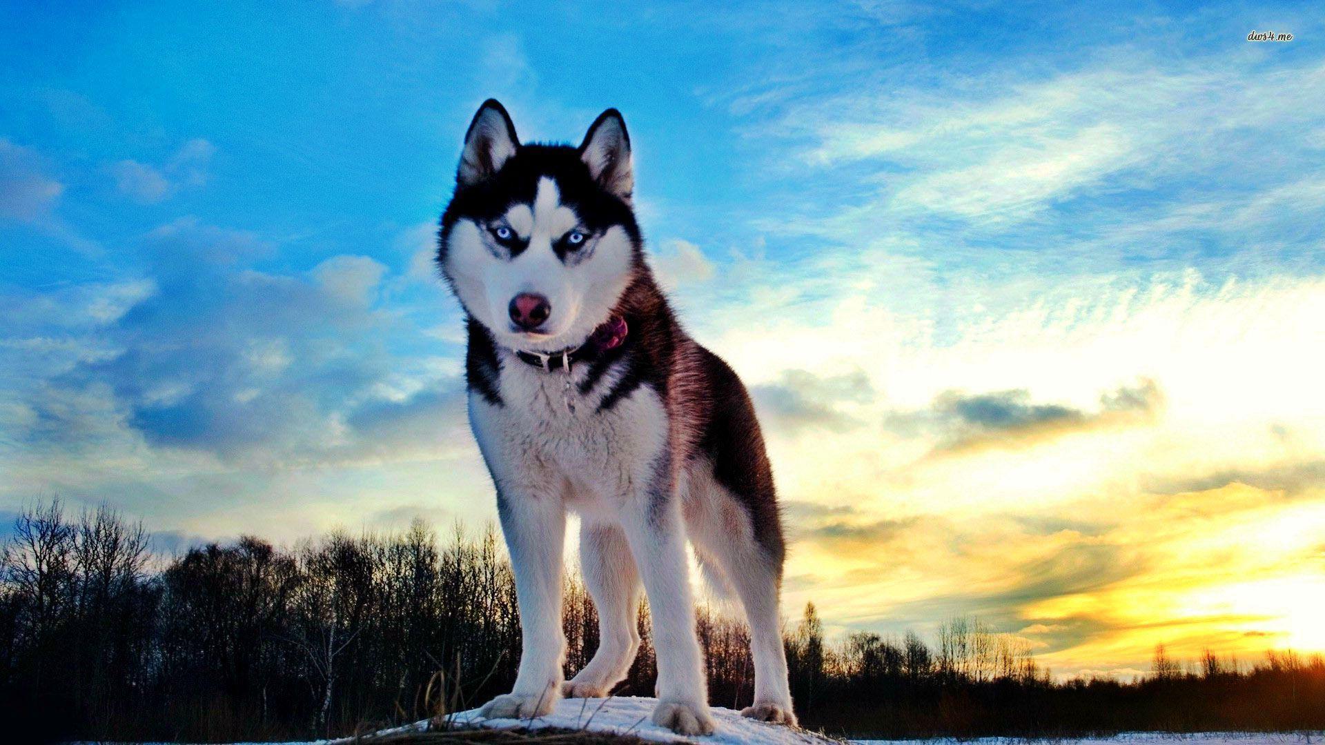 Hình ảnh chú chó Alaska dễ thương nhất