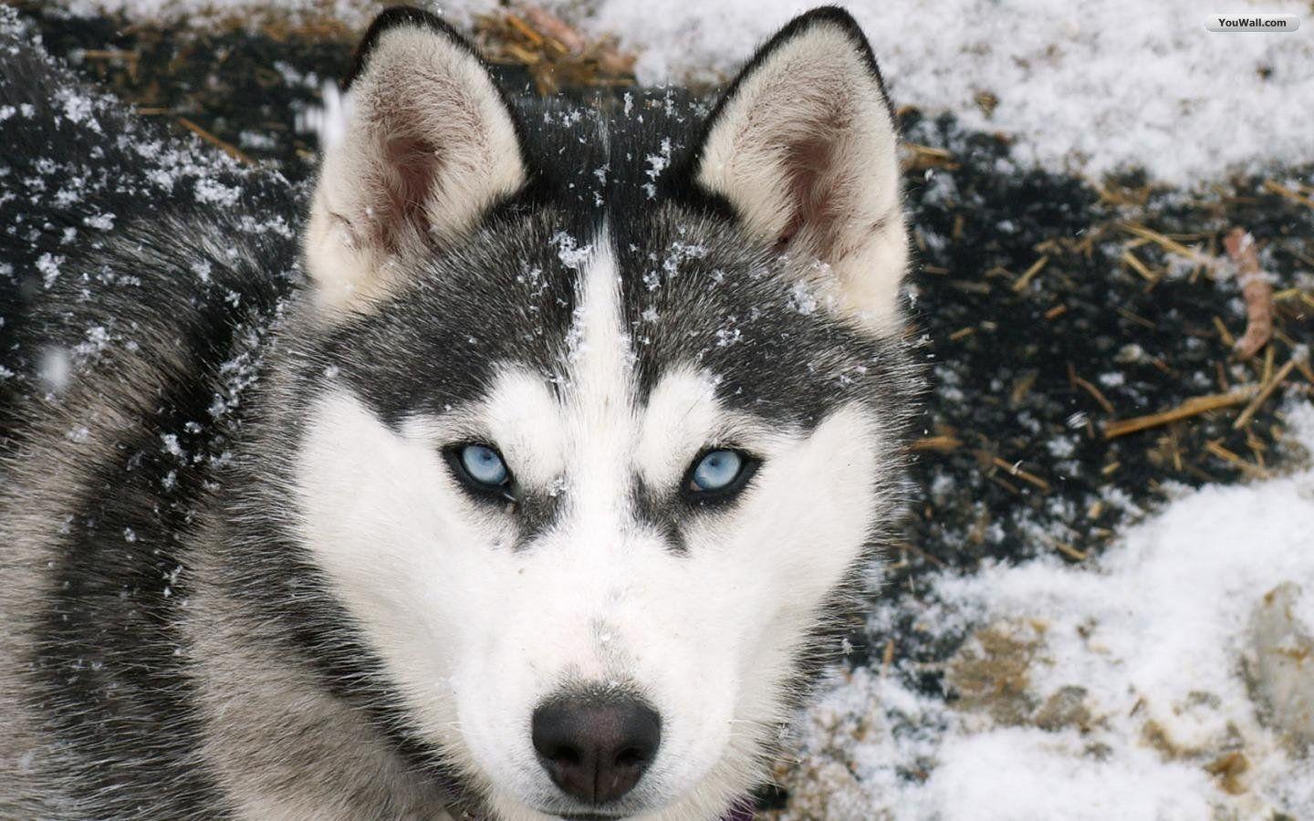 Hình ảnh chú chó Alaska