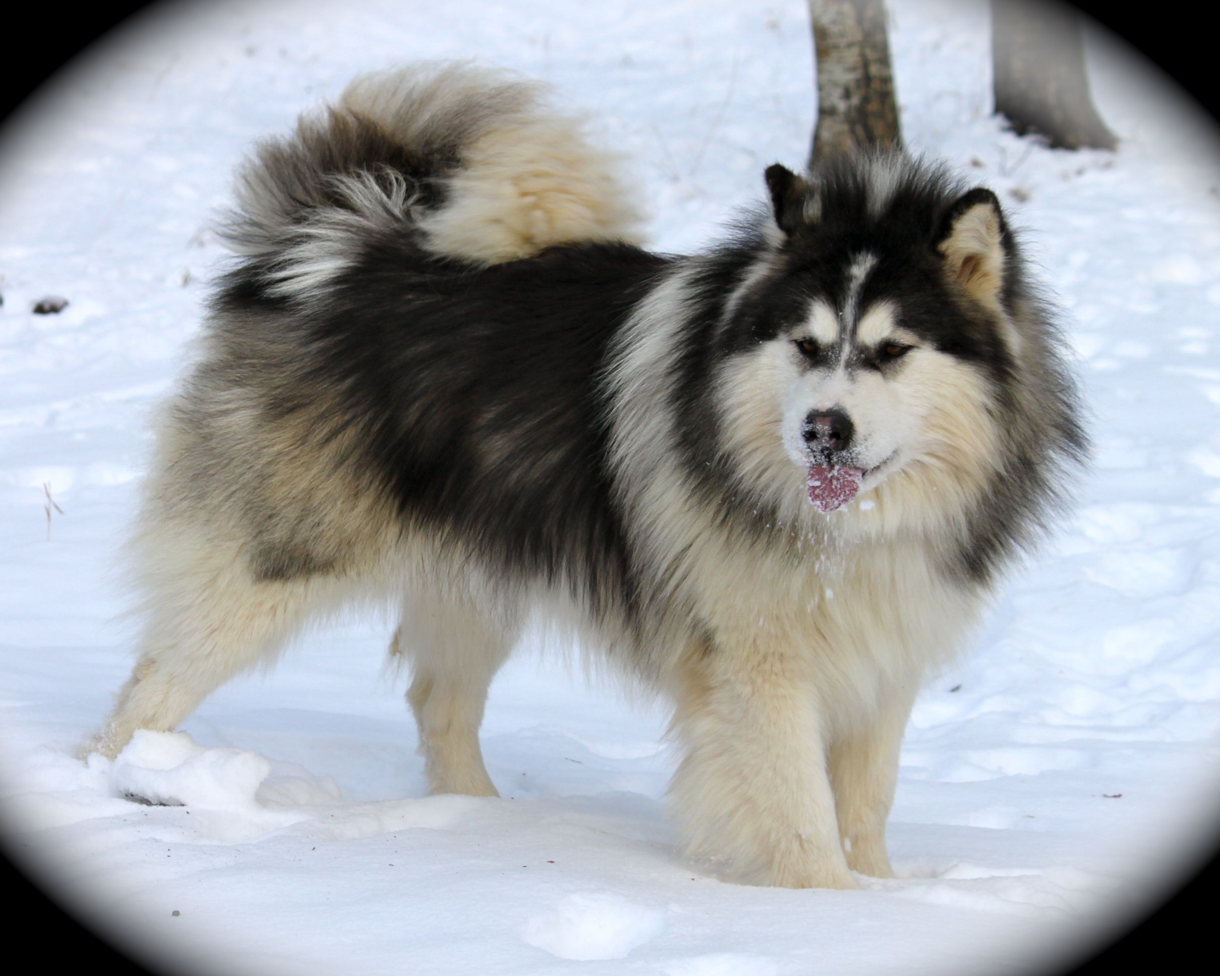 Hình nền chú chó Alaska cực đẹp