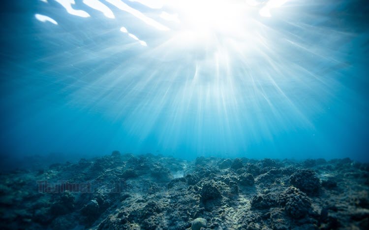 Khám phá biển xanh qua bộ hình nền “Đáy đại dương” | Báo Dân trí