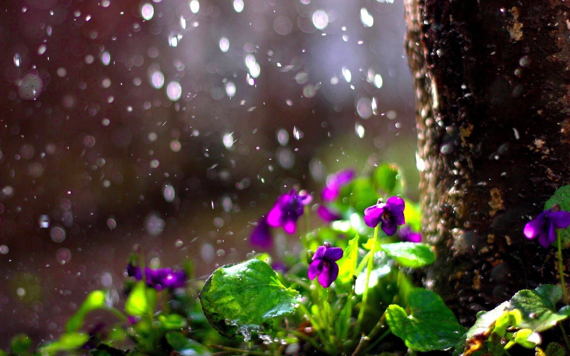 Ảnh nền mưa rơi trên vườn hoa tuyệt đẹp