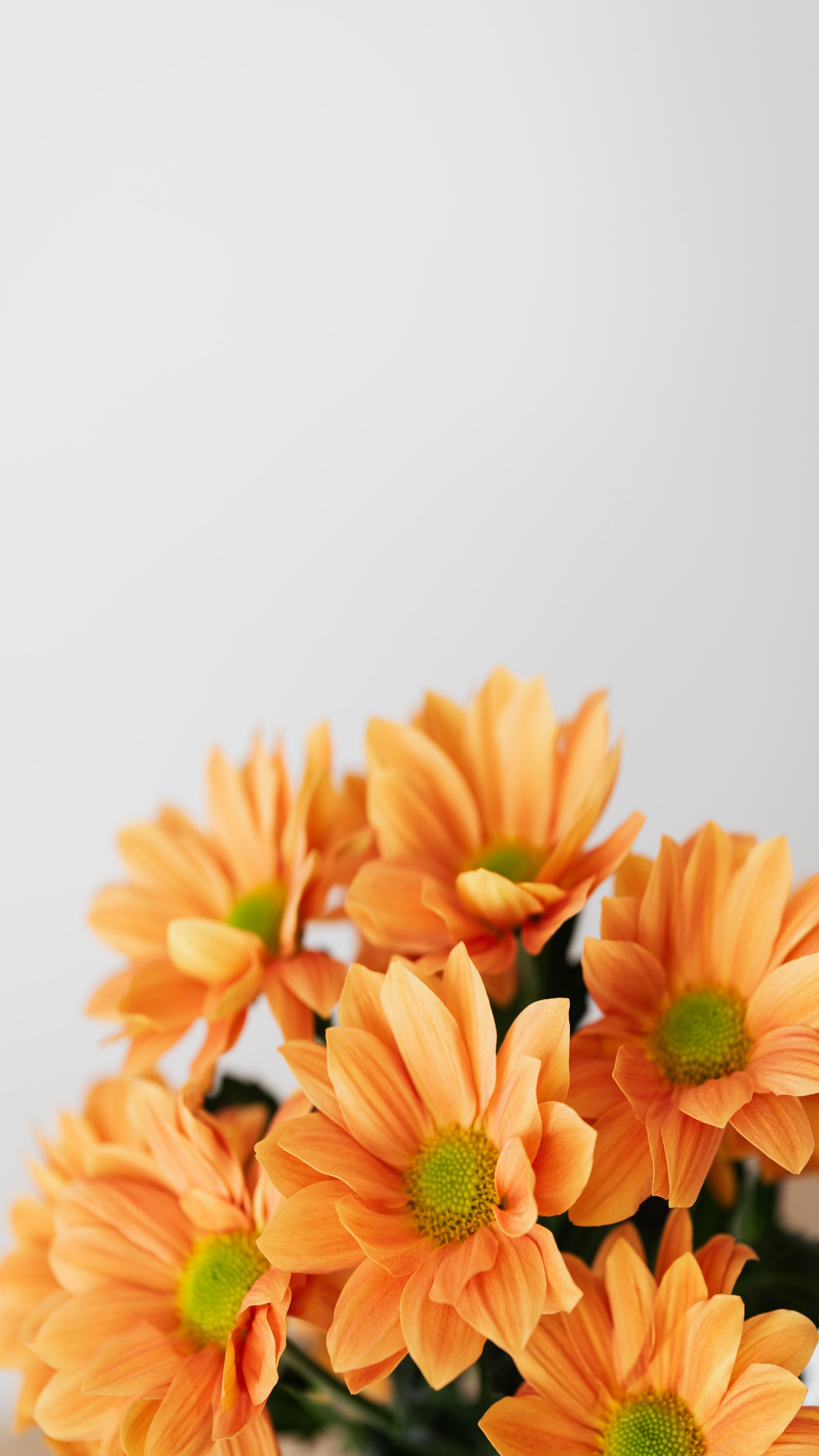 Hình nền hoa màu cam đẹp cho điện thoại
