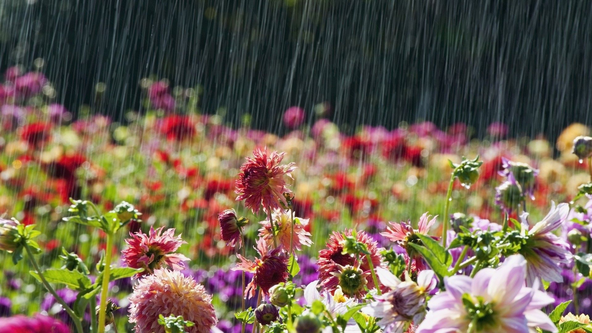 Hình nền mưa rơi trên vườn hoa Full HD
