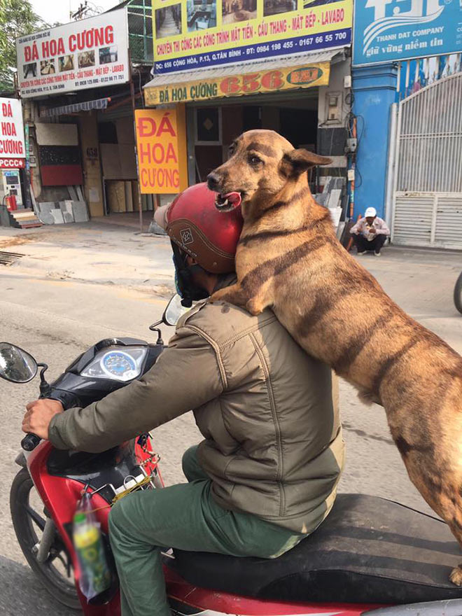 Ảnh chó ngồi sau xe máy lè lưỡi