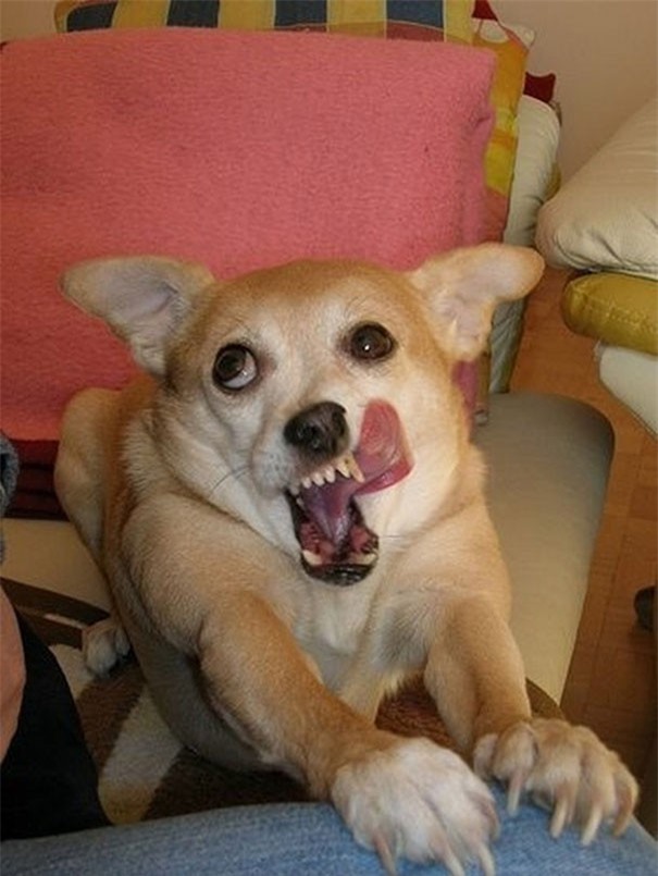 Hình ảnh chó lè lưỡi cực hài hước