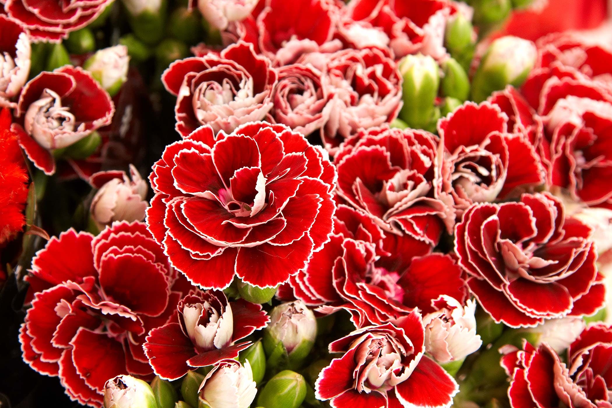 Hình ảnh hoa phăng đỏ 2K cực đẹp