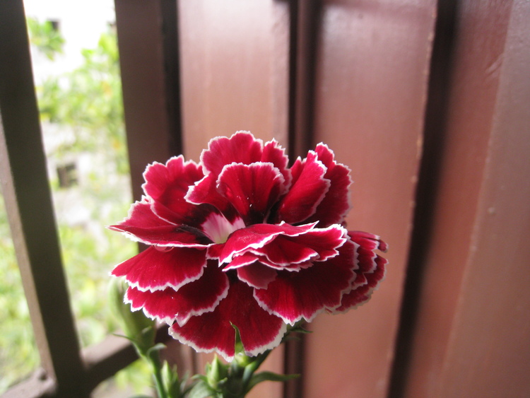 Hình ảnh hoa phăng đỏ 4K đẹp nhất
