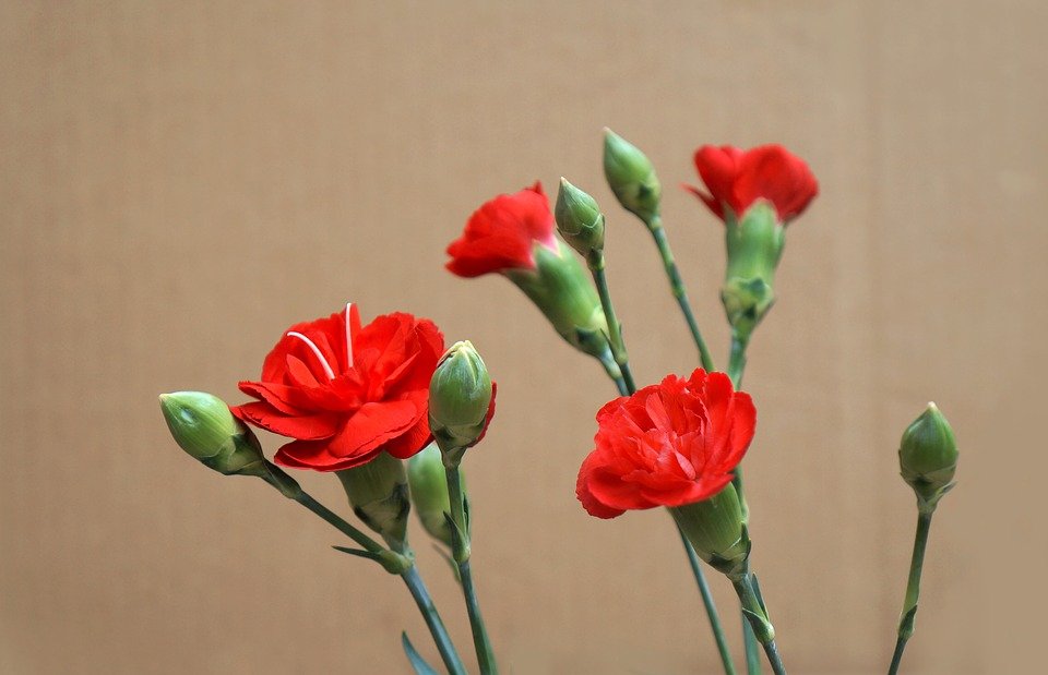 Hình ảnh hoa phăng đỏ đẹp