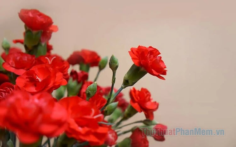 Hình ảnh hoa phăng đỏ tuyệt đẹp