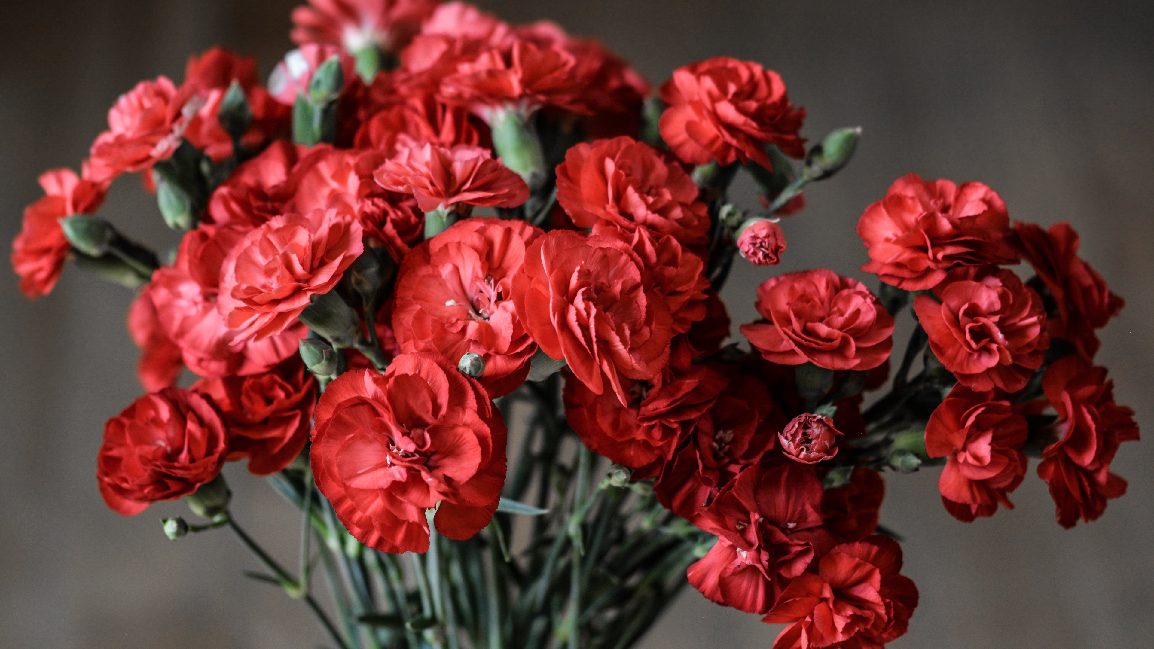 Hình ảnh những bông hoa phăng đỏ tuyệt đẹp