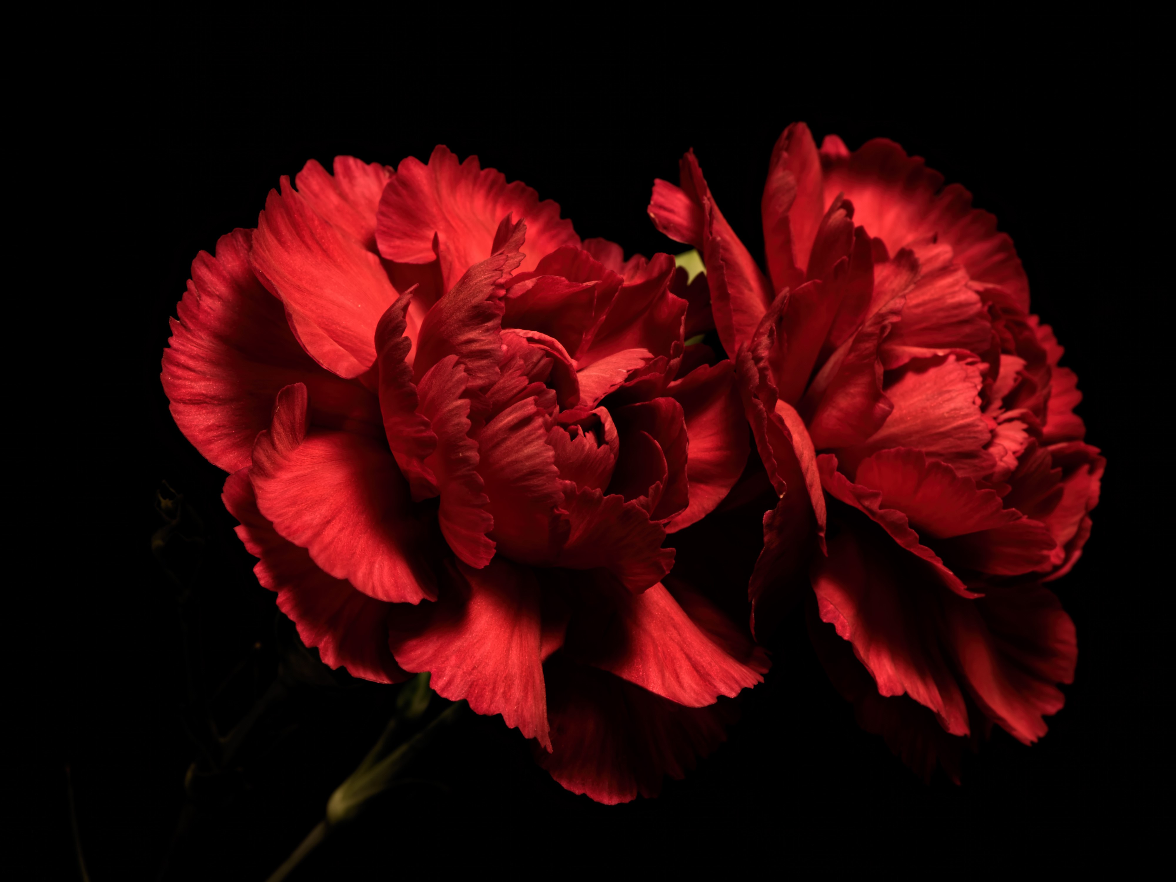 Hình ảnh tuyệt đẹp về hoa phăng đỏ