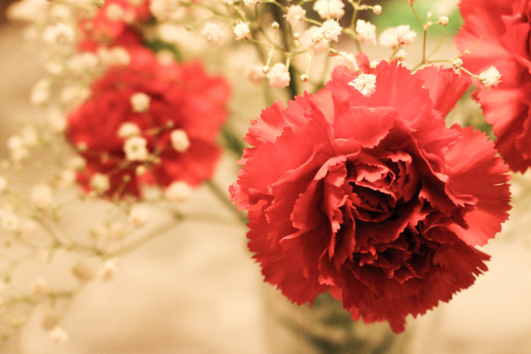 Hình hoa phăng đỏ 2K cực đẹp