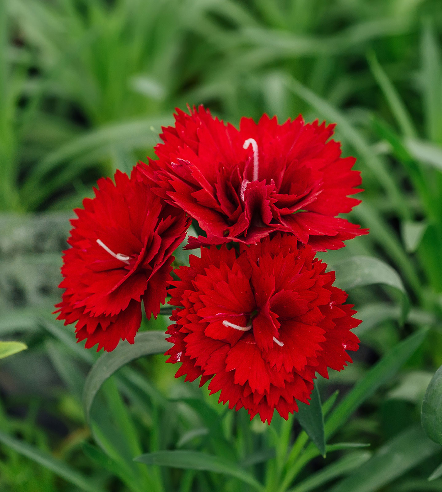 Hình hoa phăng đỏ đẹp