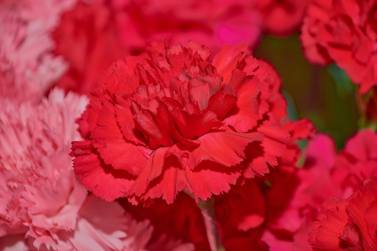 Hình hoa phăng đỏ HD đẹp nhất