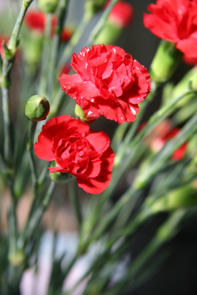 Hình hoa phăng đỏ
