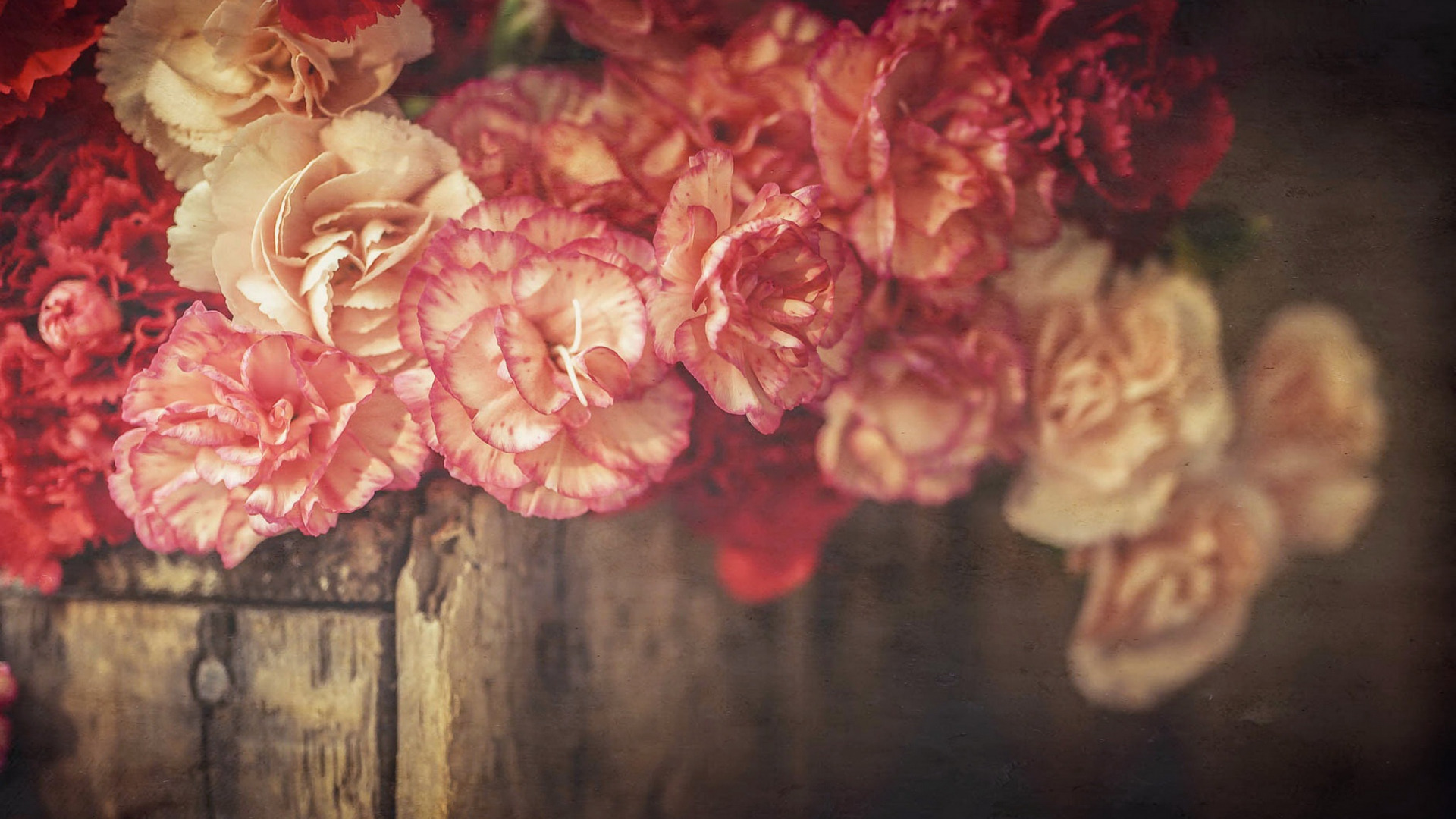 Hình nền hoa cẩm chướng tuyệt đẹp