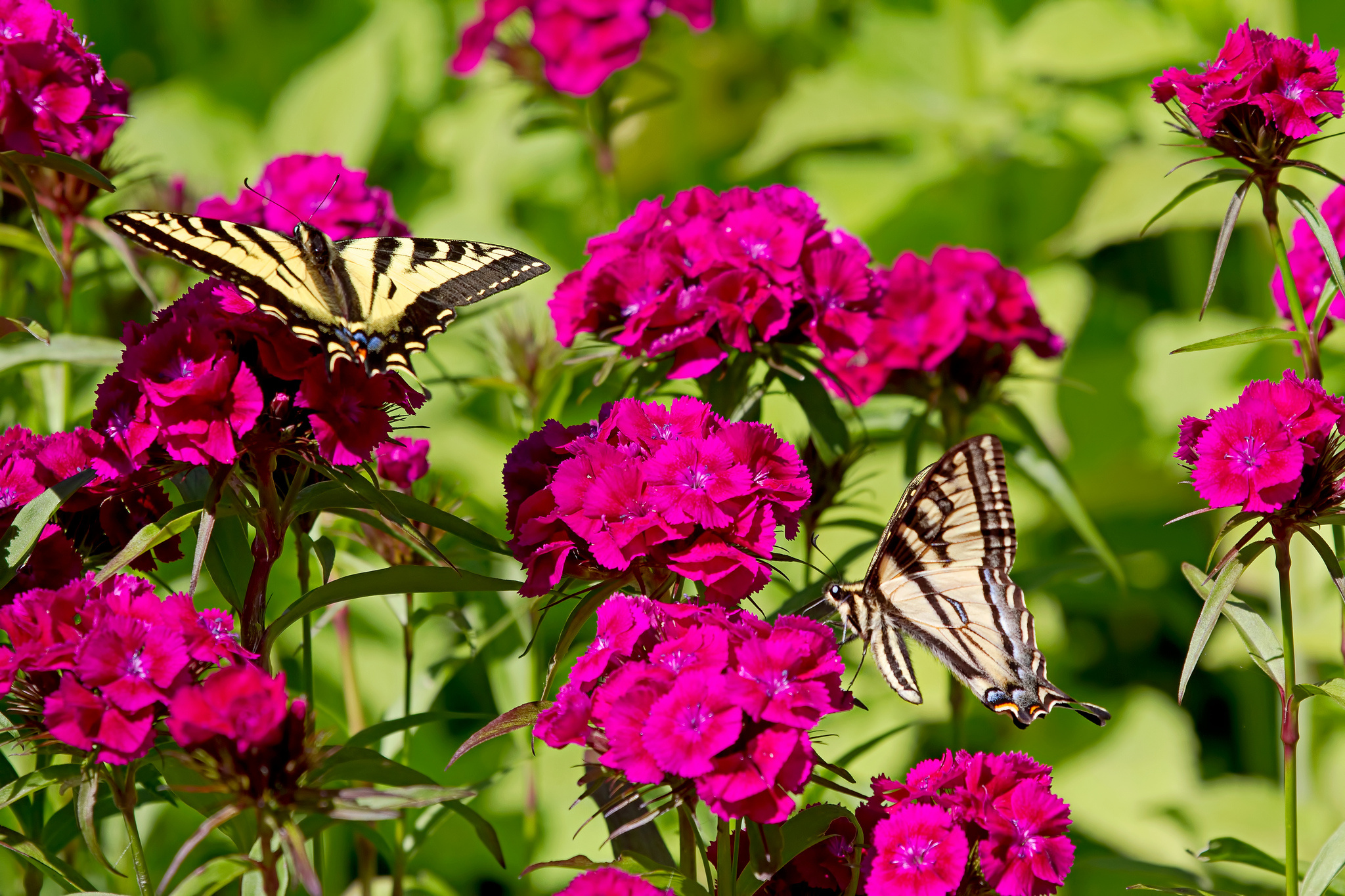 Những con bướm bên hoa phăng đỏ tuyệt đẹp