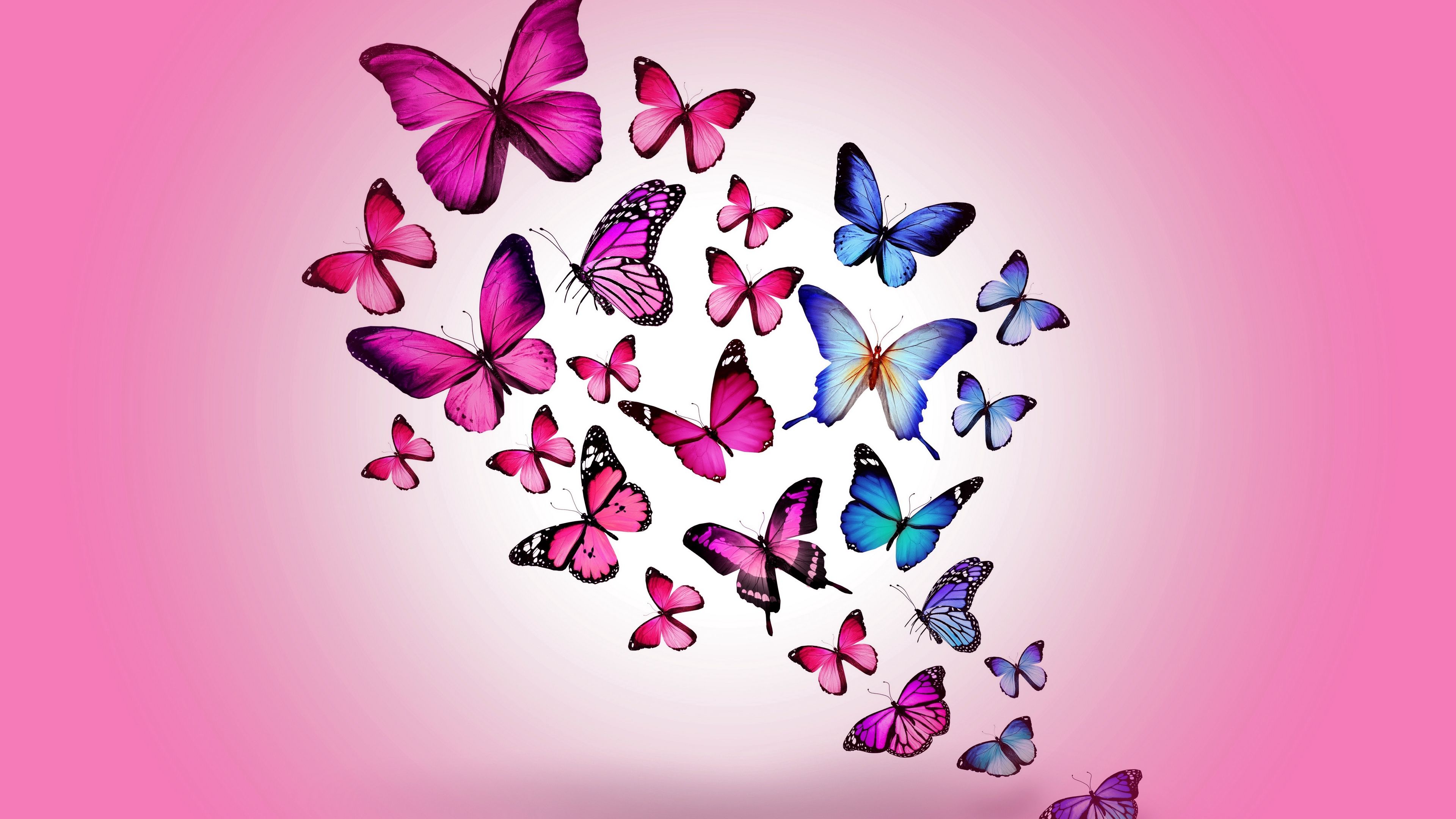 Hình tô màu con bướm hình vẽ bươm bươm đẹp nhất VFOVN