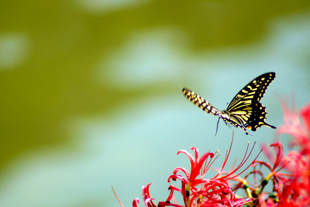 Hình ảnh tuyệt vời của một con bướm đang bay