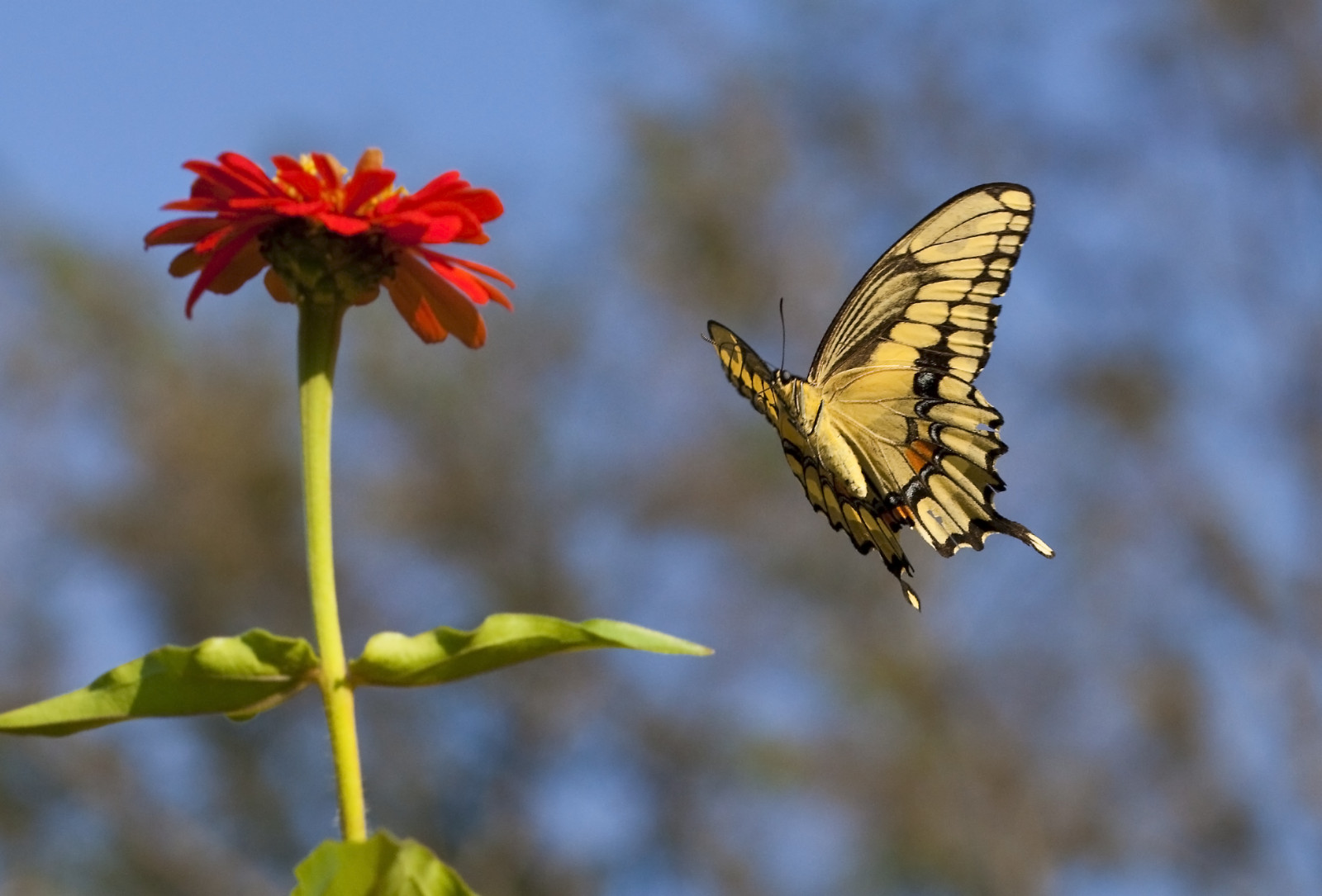 Hình ảnh con bướm đang bay trên bông hoa