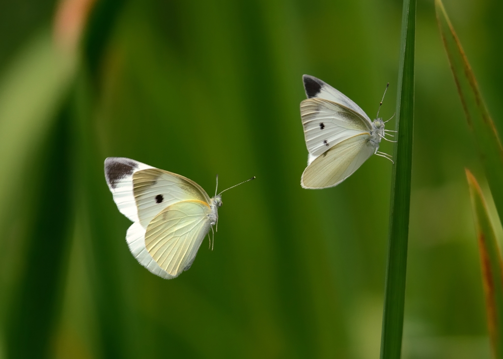 Hình ảnh bướm bay đẹp