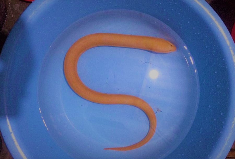 hình ảnh  màu xanh da trời Bò sát Cá động vật Lươn Con rắn Nước  ngọt Không vảy 1920x1285   768148  hình ảnh đẹp  PxHere