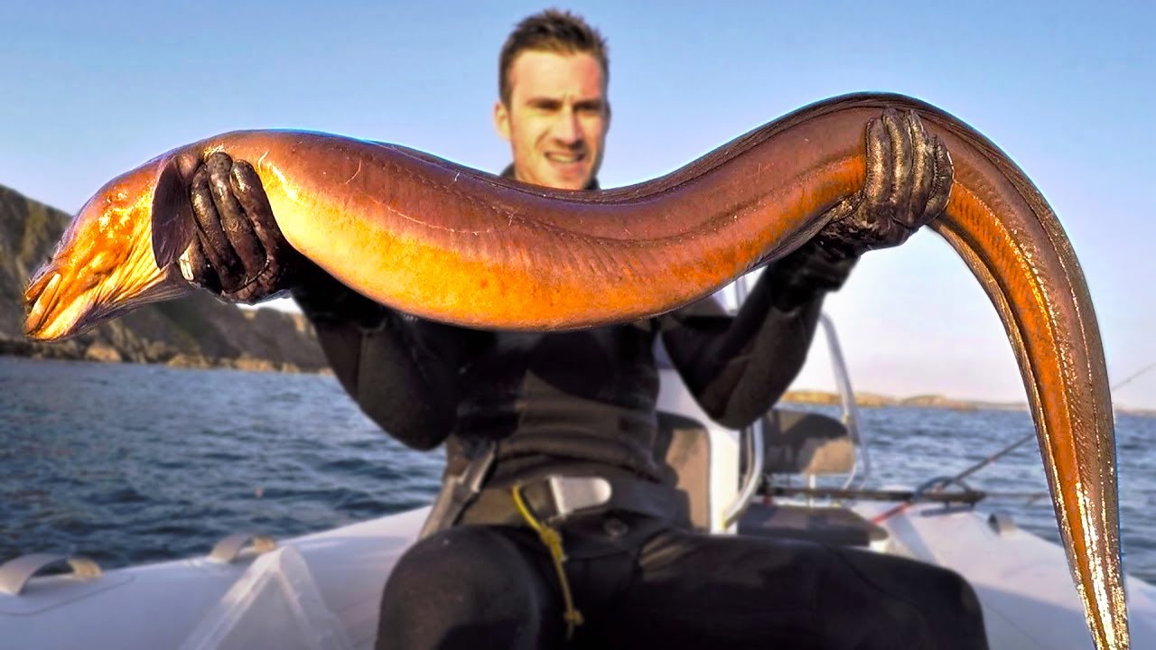 Ảnh con lươn khổng lồ