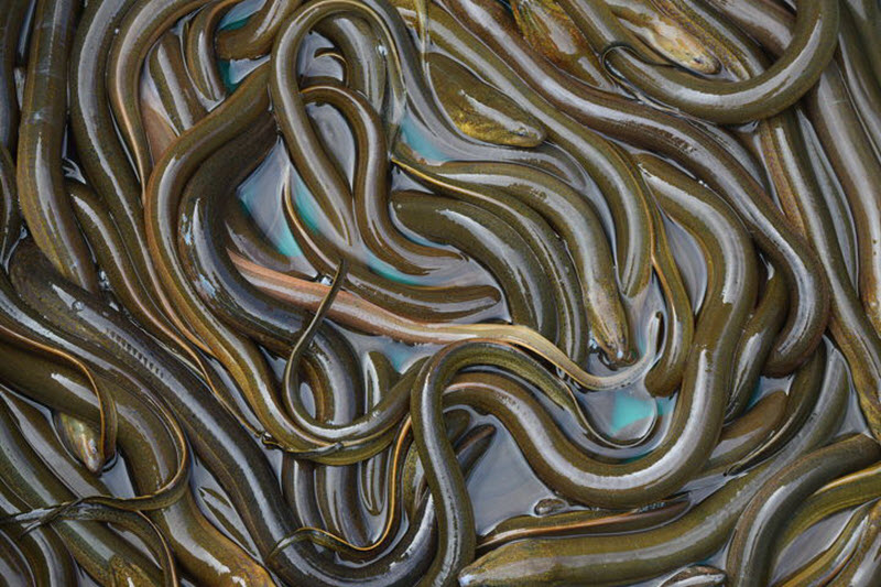 Một bức tranh tuyệt đẹp của một con lươn