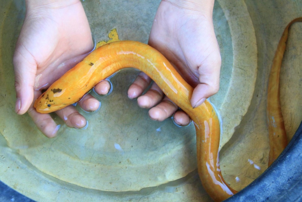 Hình ảnh con lươn vàng
