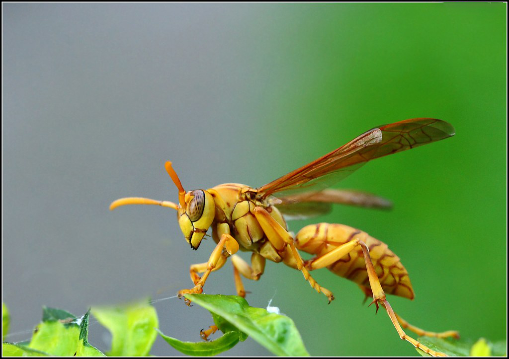 Hình ảnh con ong vàng đẹp tự nhiên
