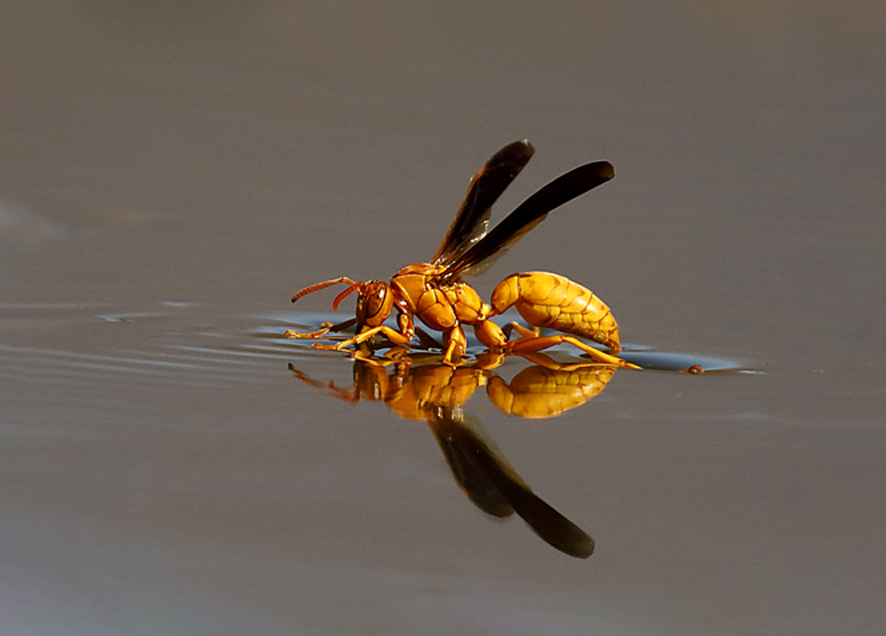 Hình ảnh con ong vàng dưới nước