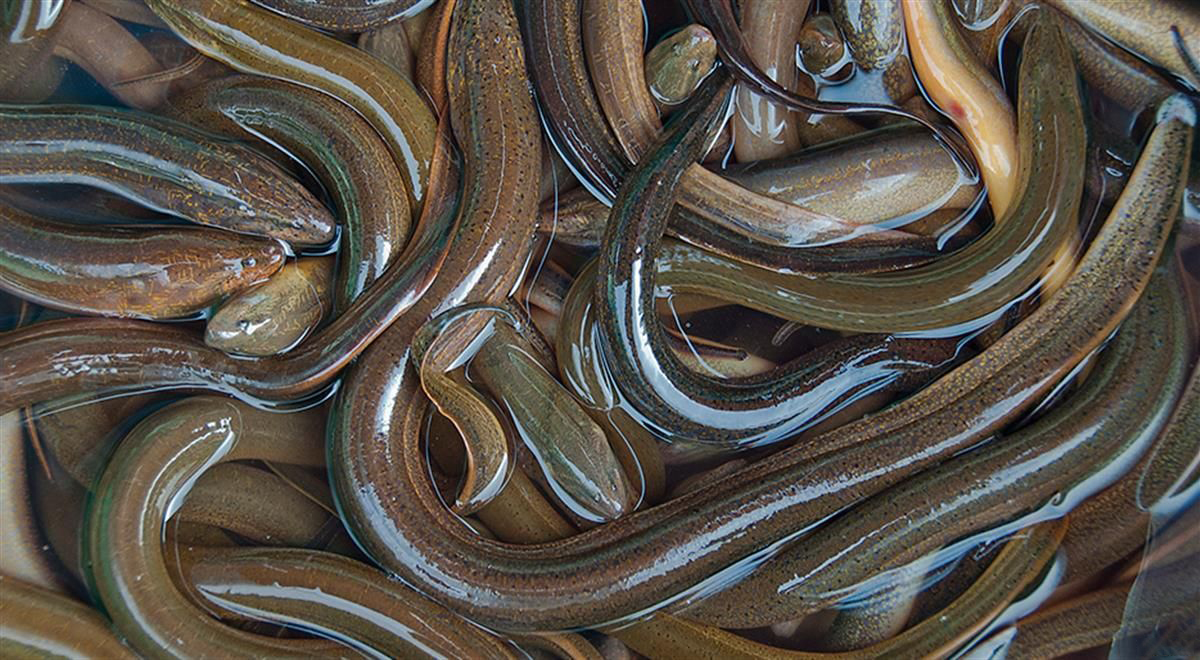 Hình ảnh cánh đồng lươn