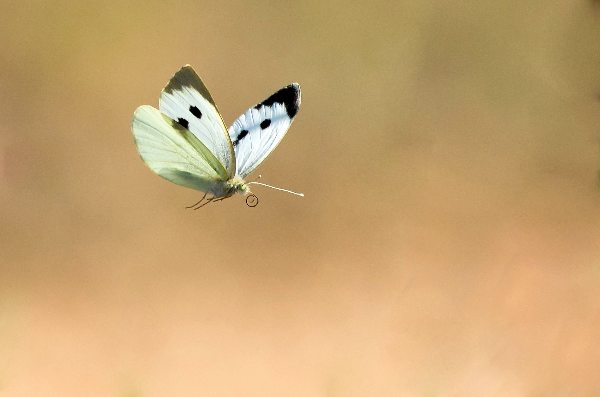 Một con bướm bay