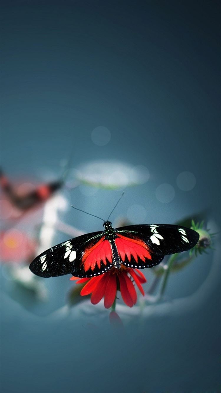 Flying Butterfly Images