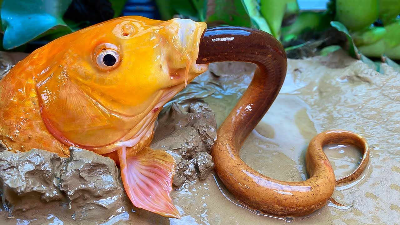Hình ảnh cá vàng ăn lươn