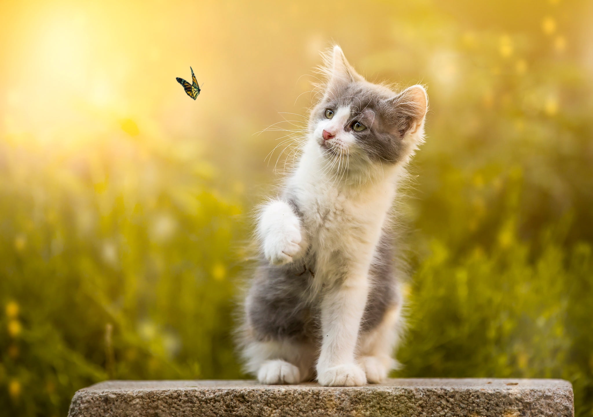 Hình hình ảnh con cái bướm  cất cánh ngay sát con cái mèo