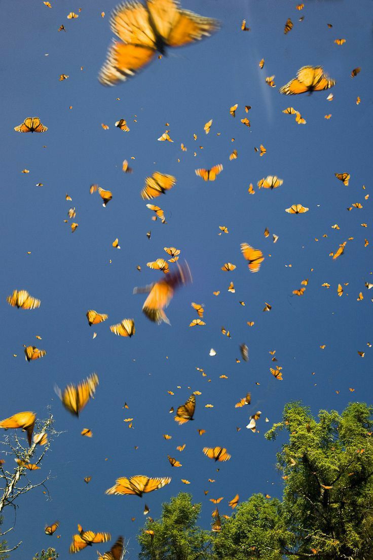 Hình ảnh con bướm đang bay trên bầu trời