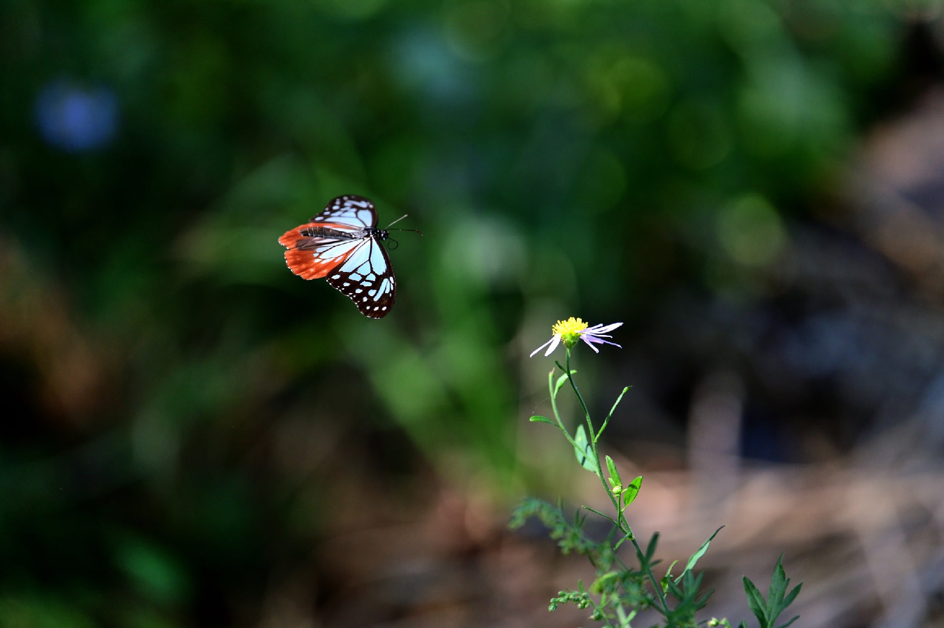 Hình hình ảnh con cái bướm đang được cất cánh vô cùng sinh sống động