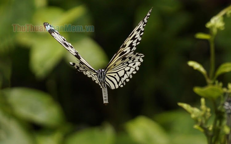 Hình hình ảnh con cái bướm đang được cất cánh đẹp mắt nhất