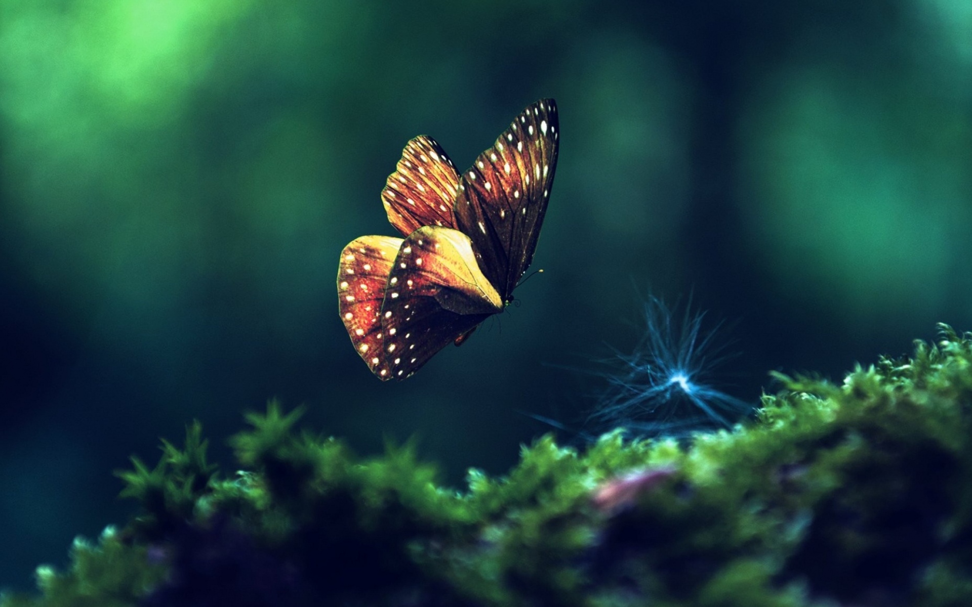 Hình ảnh con bướm bay đẹp nhất