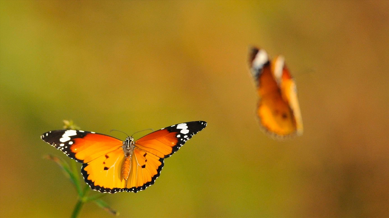 Hình ảnh con bướm bay đẹp và tươi sáng